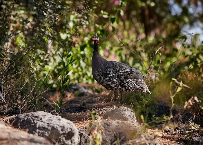 Robinson Sarigerme Park 4*