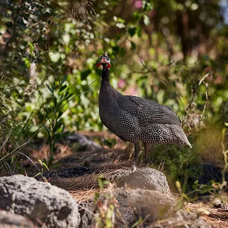 Robinson Sarigerme Park 4*